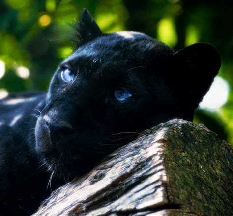 Black Panther Blue Eyes Wallpaper - WallpaperSafari