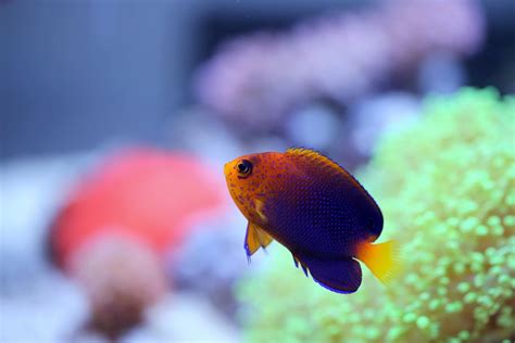 Let's See Your Rarest Fish! - Reef Central Online Community