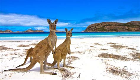 Australia Facts & Trivia: 10 Things Foreigners Should Know