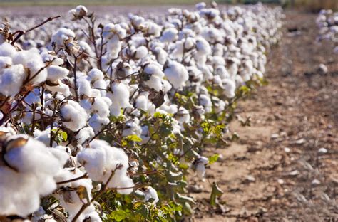 Kenya’s agricultural reforms set to bolster Bt Cotton commercialisation - The Petri Dish