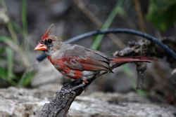 Illinois State Bird: Northern Cardinal