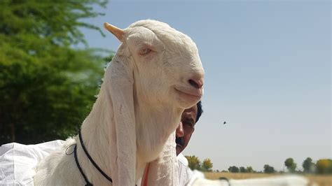 World of Gulabi Goats |Complete Documentary - YouTube