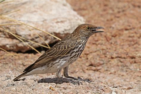 Birds of Uganda – Violet-Backed Starling