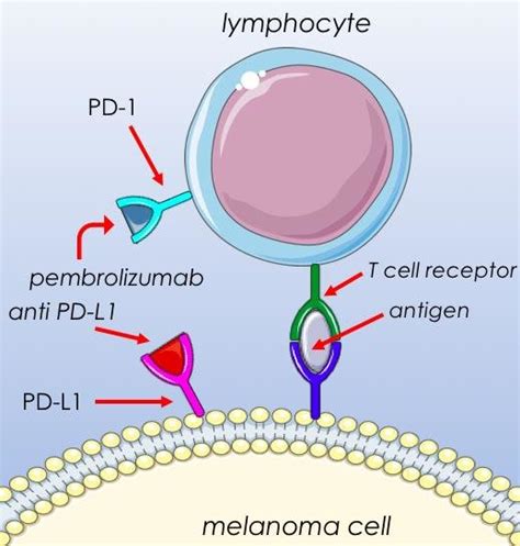 Scheme 1. Mechanism of action of anti PD-1 and anti PD-L1 antibodies ...