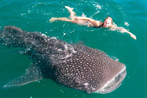 Swim with Majestic Whale Sharks in Cancun. | CancunRivieraMaya.com