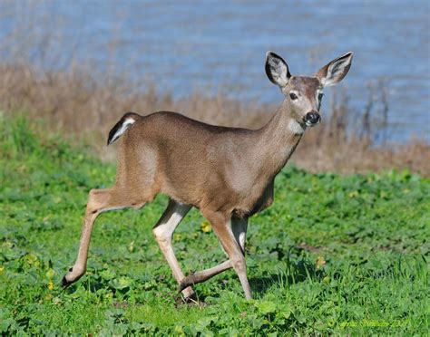 sevenhillsschool [licensed for non-commercial use only] / Black-Tailed Deer