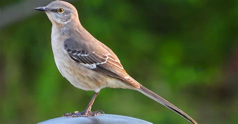 Julie Everhart Fine Art & Photography: Mockingbird- Florida State Bird