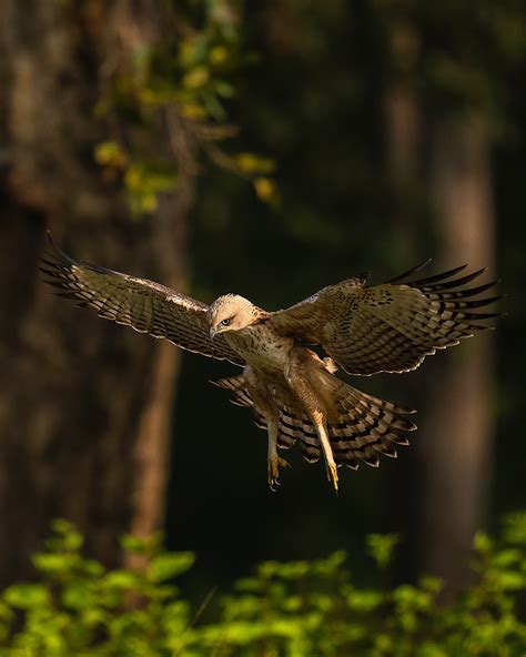 Kanha Tiger Reserve - Sudhir Shivaram Photography