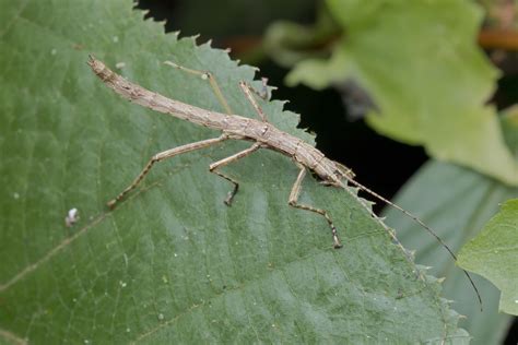 Giant Stick Bug