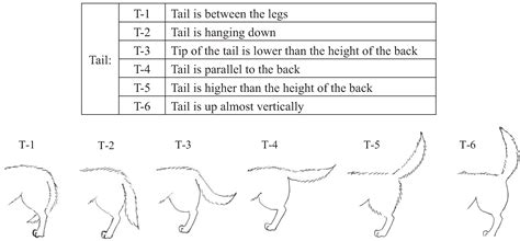 Dog Tail Meaning Chart