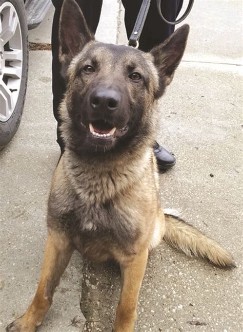 Royalton Recorder - Bear, K-9 Police Dog, retires and finds new home