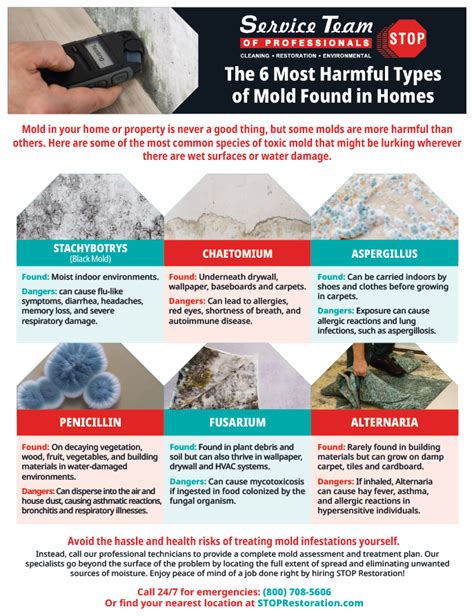 The 6 Most Harmful Types of Mold Found in Homes | STOP Restoration