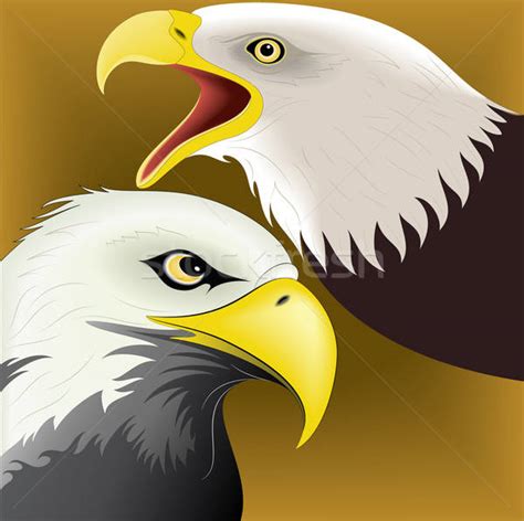 Eagle Face Vector at Vectorified.com | Collection of Eagle Face Vector ...