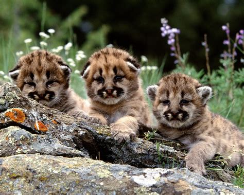 Cougar cubs - Image Abyss