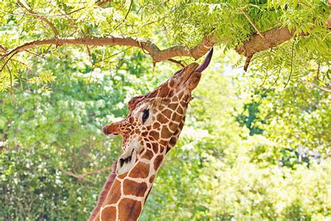 Giraffe Eating Leaves Stock Photos, Pictures & Royalty-Free Images - iStock