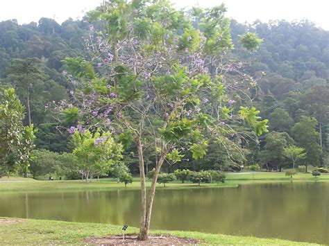 Musella: SPRING TIME AT KEPONG BOTANICAL GARDEN