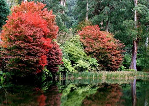 Autumn in the Dandenong Ranges, Victoria, Australia : r/AutumnPorn