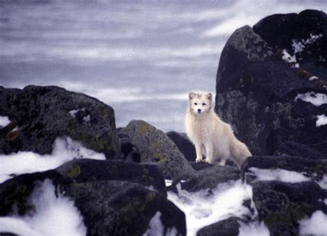 Free picture: white, Arctic fox, animal