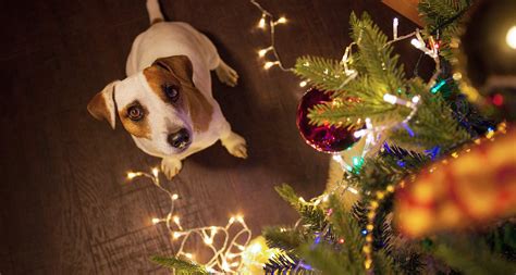 How to Dog-Proof Your Christmas Tree | BeChewy