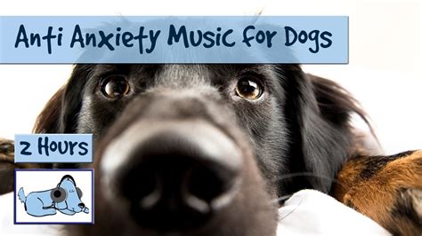 Can Anxiety In Dogs Be Cured? Quick Answer - Ecurrencythailand.com