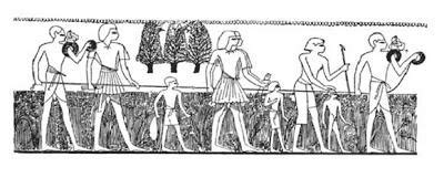 Ancient Egypt Crops - Paperblog