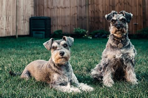 Parti Schnauzer Dog Breed - Small Dogs Big Personalities!