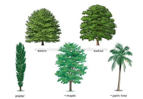 Free Picture Of Tree, Download Free Picture Of Tree png images, Free ClipArts on Clipart Library