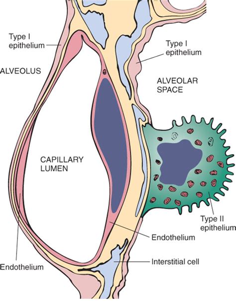 Microscopic structure of alveolar wall