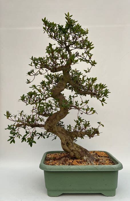 Azalea bonsai (Rhododendron) - 88×65 cm - Japan - Catawiki