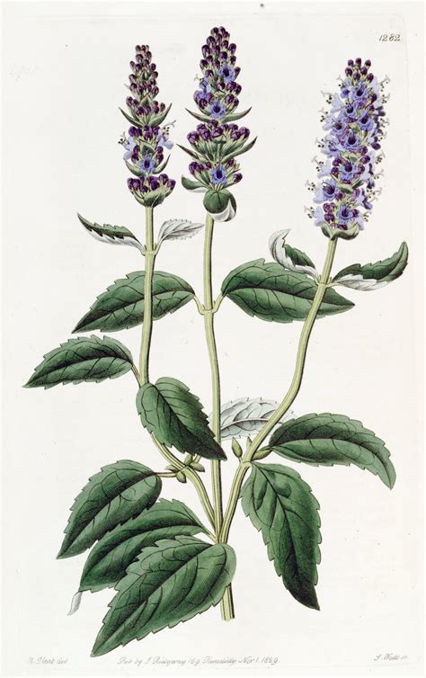 Hyssop Herb (Cut Herb) - Hyssopus officinalis - Luminescents