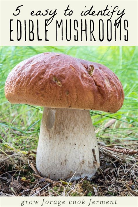 5 Easy to Identify Edible Mushrooms