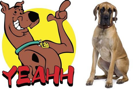 What Kind of Dog is Scooby Doo? - Great Pet Living