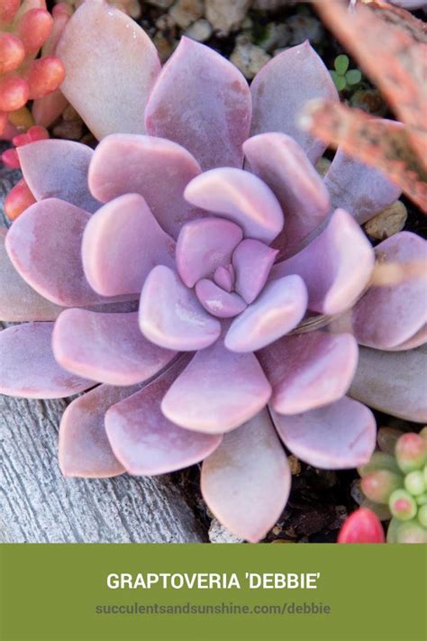 Beautiful purple succulents for container gardens and arrangements ...