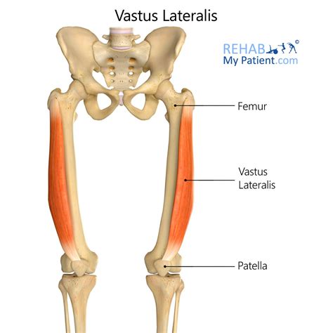 Vastus Lateralis | Rehab My Patient