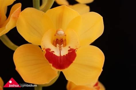 Cymbidium varieties – Joshua Cymbidium