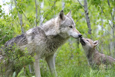 Gray Wolf With Cub, Canis Lupus Photograph by M. Watson