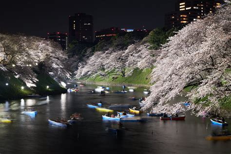 Chidorigafuchi Cherry Blossom Illuminations 2025 | japanistry.com