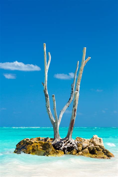 Dry Tree On A Tropical Beach Free Stock Photo - Public Domain Pictures