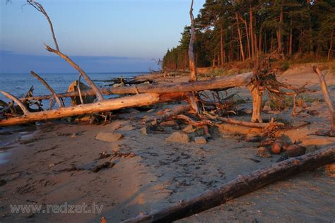 Trees in Cape Kolka Beach Blown Down by the Storm - redzet.lv