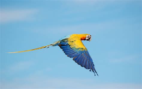 Flying True macaws Wallpapers | HD Wallpapers | ID #20295