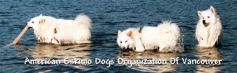 Training your American Eskimo Dog, Training Resources, Tricks