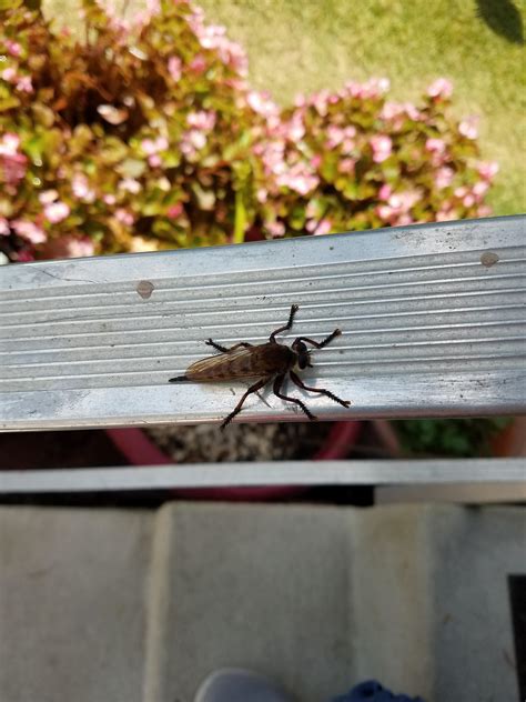 Dragonfly, bee looking thing? What kind of bug is this? : r/Whatisthis