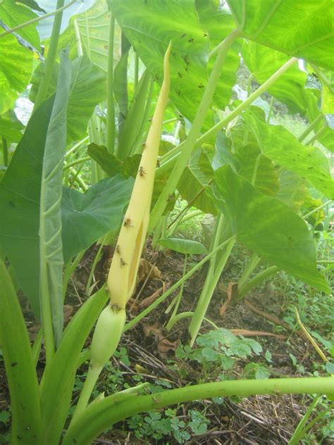 Tropical Homestead: Pua Kalo: the taro flower in our garden