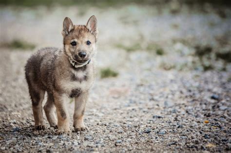 9 Best Wolfdog Breeders In The U.S.