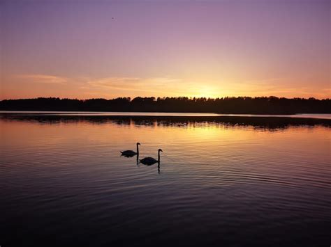 Premium Photo | Two swans are swimming in a lake at sunset.