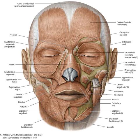 Muscles of the Skull & Face - Atlas of Anatomy | Face muscles anatomy ...