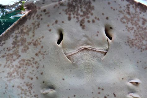 Happy Smiling Stingray stock image. Image of caribbean - 115978863