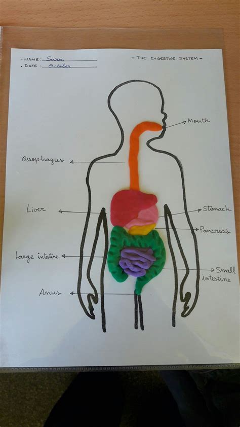 Digestive system with play dough | Projekte, Körper