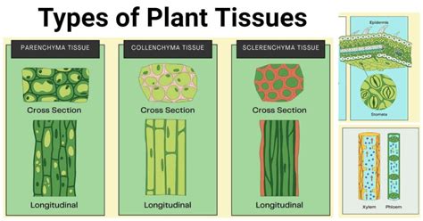 Types of Plant Tissues: Meristematic and Permanent Tissue