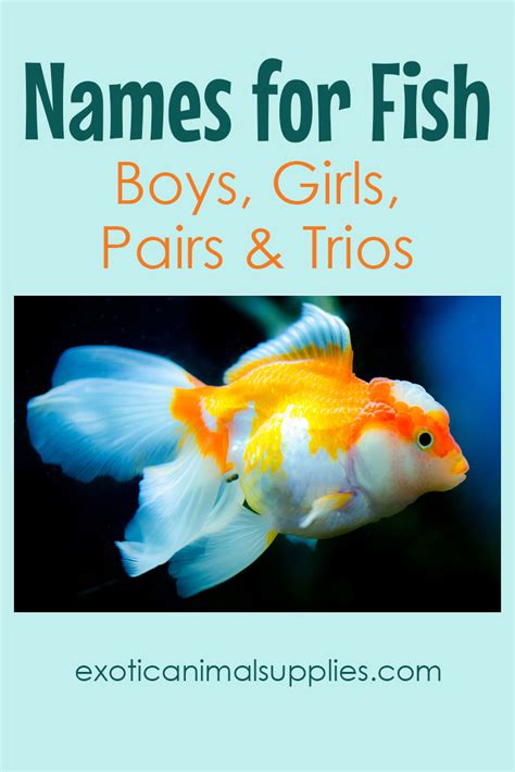 300+ Names for Fish - Funny & Unique Names for Boys & Girls - Exotic ...